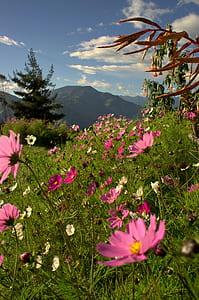 cosmos flower field near mountain thumbnail