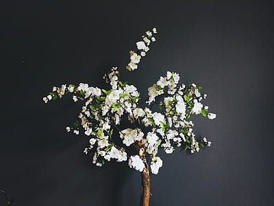 white flowers with green leaves thumbnail