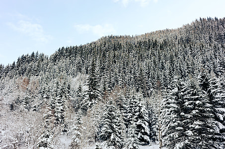 Winter forest thumbnail