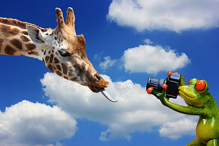 frog taking photo of giraffe during daytime thumbnail