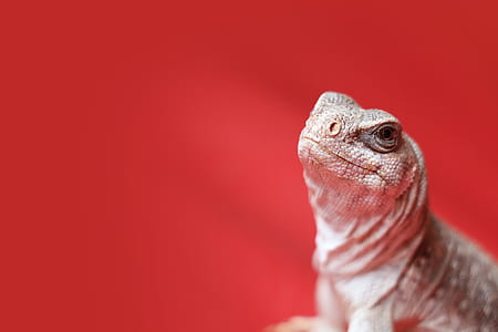 gray lizard on red surface thumbnail