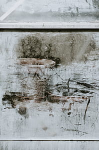 plant, greenhouse, plant pot, window thumbnail