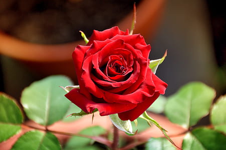 selective focus photography of red rose in bloom thumbnail