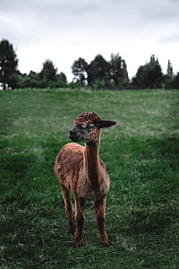 brown lamb on grass field thumbnail