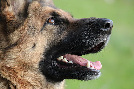 closeup photo of German shepherd head thumbnail