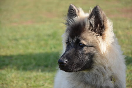 German shepherd puppy selective focus photography thumbnail