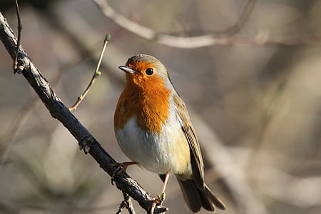 orange, white, and brown feathered bird perched on branch thumbnail