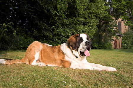 adult Saint Bernard thumbnail