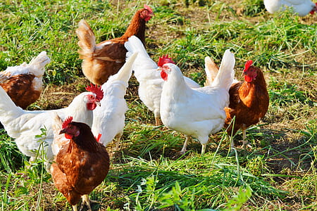clutch of chicken thumbnail
