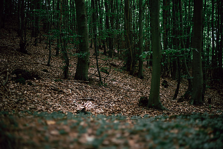 Forest floor thumbnail