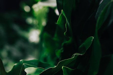 Close-ups of green plant leaves thumbnail