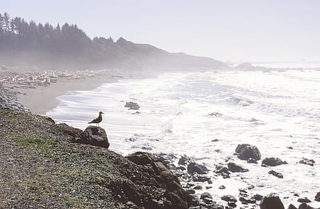 Shore Bird watching ocean waves at shoreline thumbnail