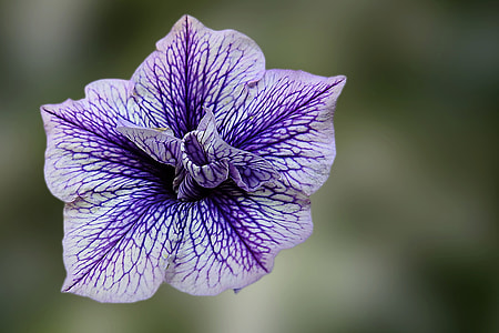 macro shot of purple flower thumbnail