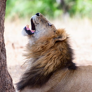 lion opening mouth near tree thumbnail