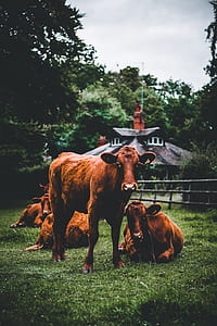 brown cattle during daytime thumbnail