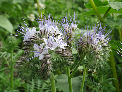 Phacelia Tanacetifolia, Lacy Phacelia thumbnail