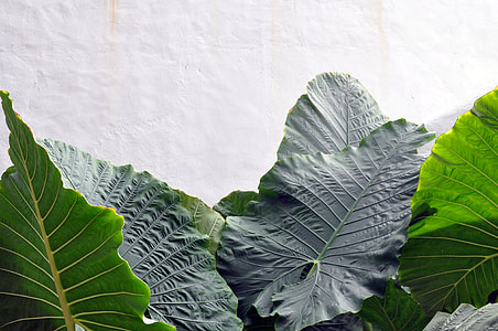 green leaf plant near white painted wall thumbnail