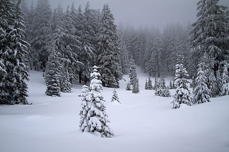 snow-covered trees on snow-covered mountain during daytime thumbnail