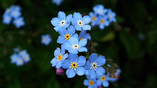 blue flowers in shallow photography thumbnail