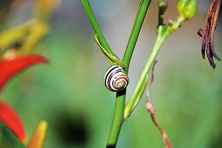 black and white snail thumbnail