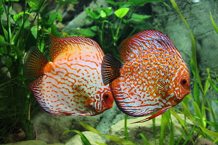 two orange-and-beige discus fish thumbnail
