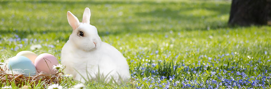 white rabbit on green grass lawn thumbnail