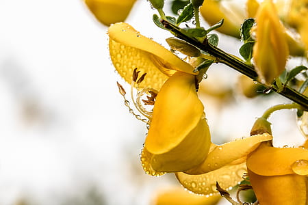 selective focus closeup photo of yellow flowers on bloom with water droplets thumbnail