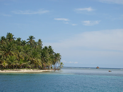 coconut trees in seashore thumbnail