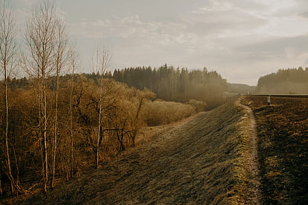 Scenic View of Trees thumbnail