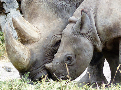 gray rhinoceros eating grass thumbnail