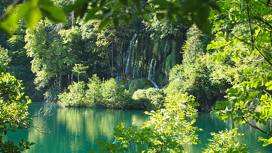 green leaf trees near pond thumbnail