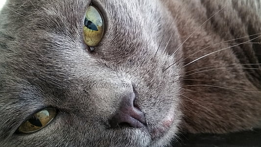 gray cat thumbnail