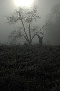 gray scale photography of a bare tree thumbnail