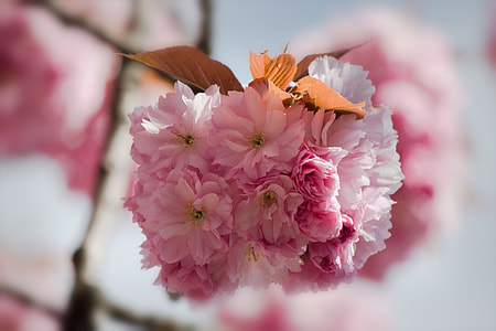 Japanese Flowering Cherry thumbnail