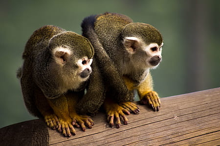 two brown monkey perched on wood thumbnail