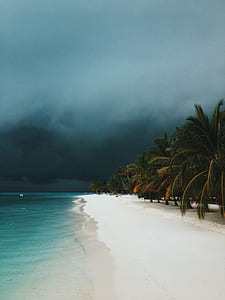 portrait photography of palm trees on beach thumbnail