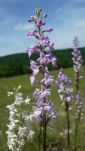 Mosquito-Fragrant Orchid, German Orchid thumbnail