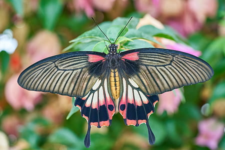 common rose butterfly perching on green leaf in close-up photography thumbnail