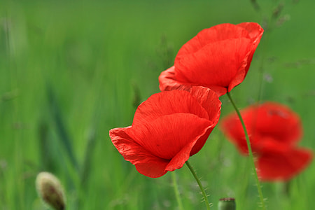 focus photography of red petaled flower thumbnail