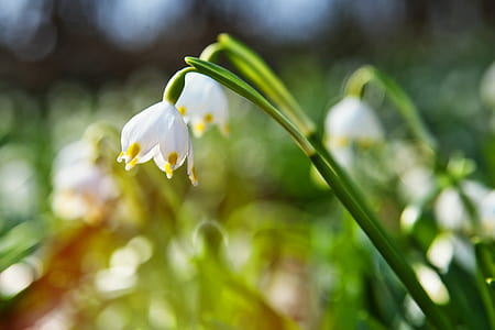 shallow focus photography of white flowers during daytime thumbnail