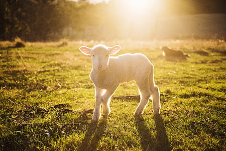 Shallow Focus Photography of White Sheep on Green Grass thumbnail