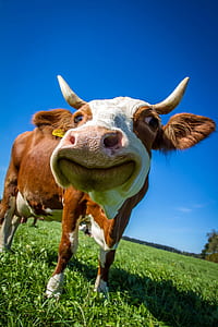 white and brown dairy cattle photo thumbnail