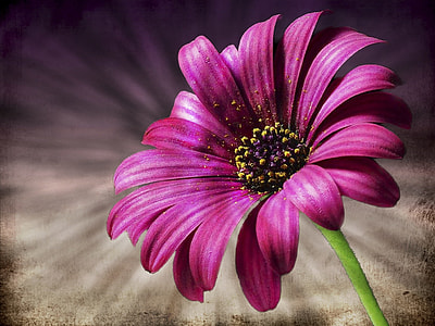 pink oesteospermum flower selective focus photography thumbnail