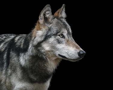 selective focus photography of gray wolf thumbnail