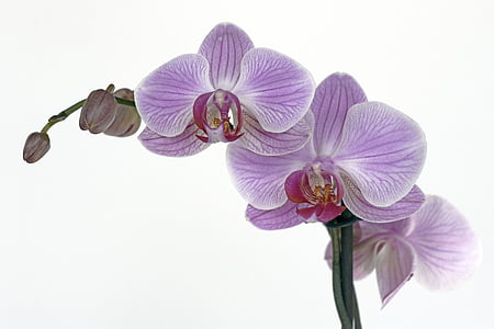 purple moth orchid thumbnail