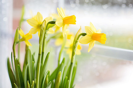macro photography of yellow petaled flowers thumbnail