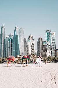 two men in thobes walking near two white camels at daytime thumbnail
