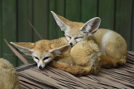 two large ear animals thumbnail