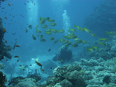 two person scuba diving underwater thumbnail