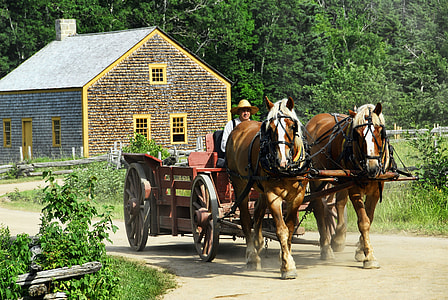 brown horse carriage thumbnail
